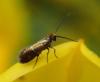 Micropterix aruncella